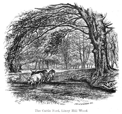 The Cattle Ford, Liney Hill Wood by Walter Crane